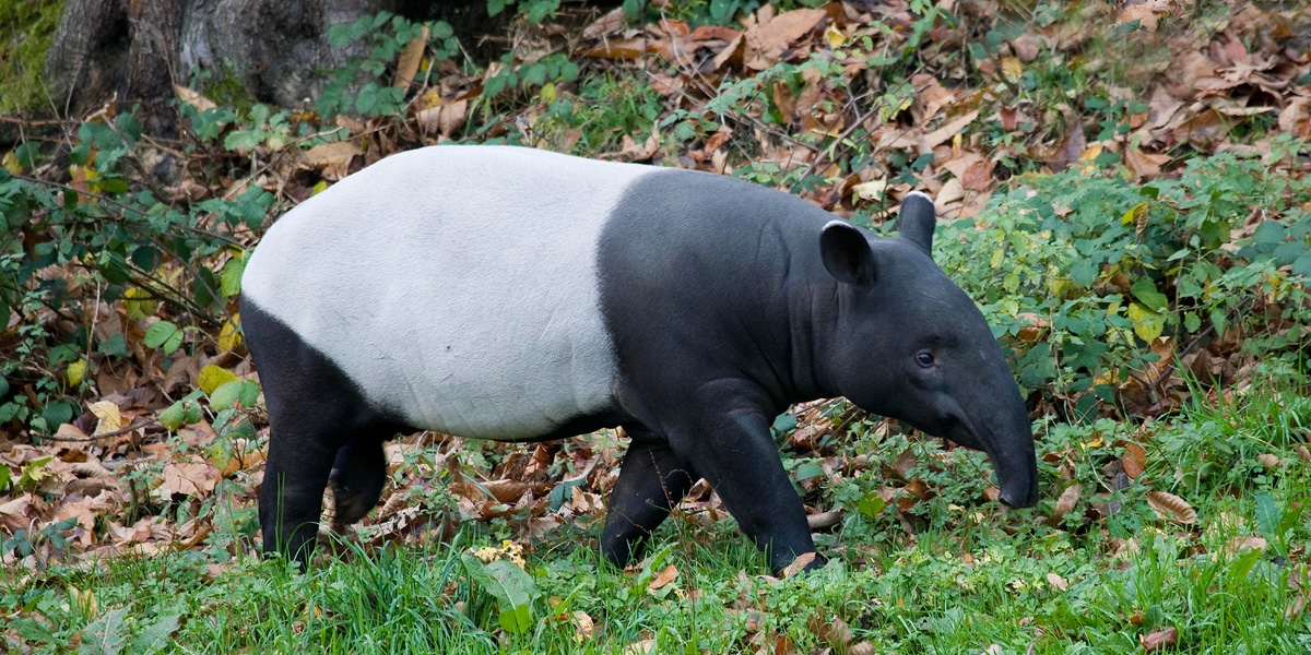 Malayan Tapir in the wild.